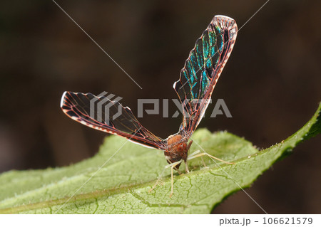 アヤヘリハネナガウンカ 106621579