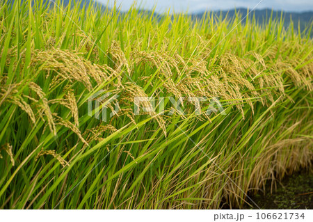 実った稲穂 106621734