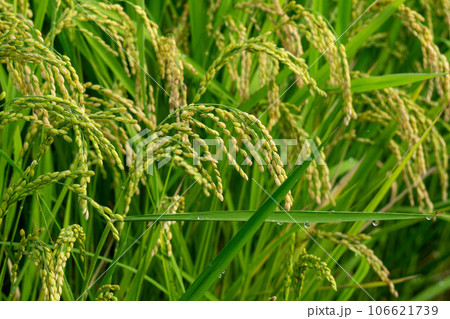 実った稲穂 106621739