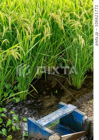 水田に水を与える水口 水田に水を与える水口 106621772