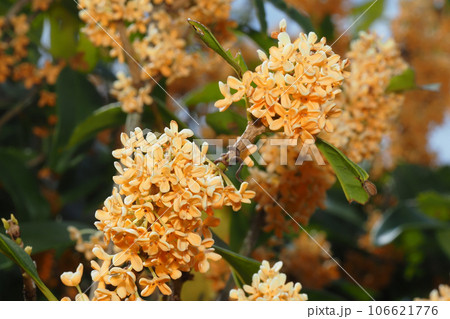 キンモクセイの花 106621776