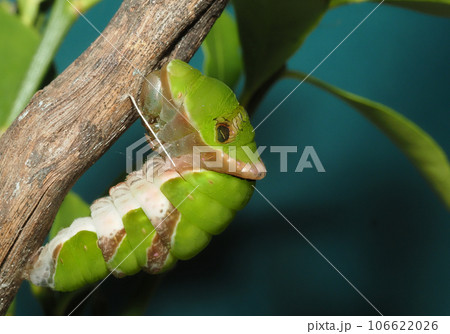 クロアゲハの幼虫（本日前蛹：蛹の前準備）飼育 106622026