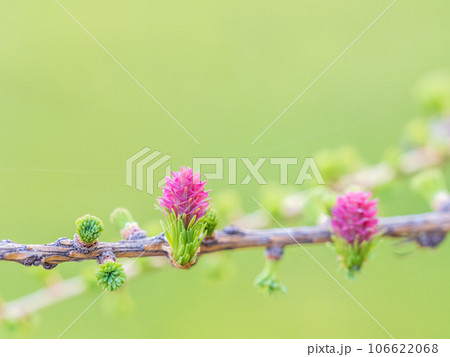 Larch tree fresh pink cones blossom at spring on nature background Larch tree fresh pink cones blossom at spring on nature background 106622068