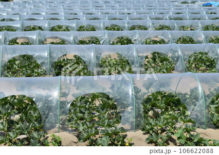 メロン栽培 庄内砂丘 メロン栽培 庄内砂丘 106622088