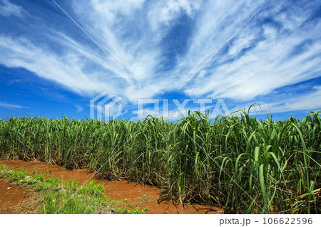 沖縄の風景 さとうきび畑と青い空、白い雲 沖縄の風景 さとうきび畑と青い空、白い雲 106622596