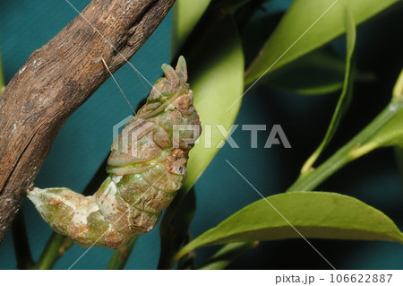 クロアゲハの蛹（前蛹から蛹化直後）飼育 106622887