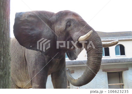 アフリカゾウ 106623235
