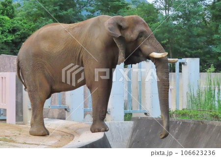 アフリカゾウ 106623236
