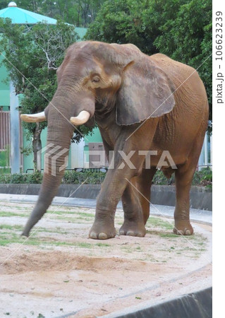 アフリカゾウ アフリカゾウ 106623239