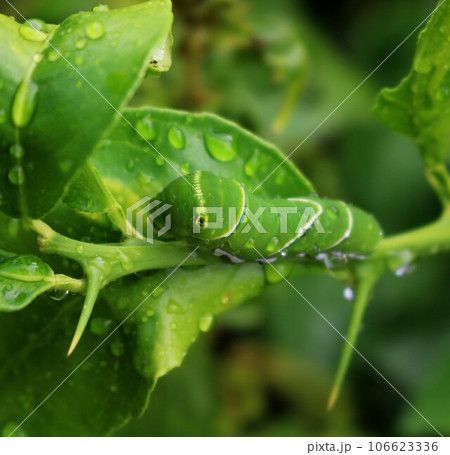 ライムの葉を食べて成長している青虫　蝶の幼虫　夏の日 106623336