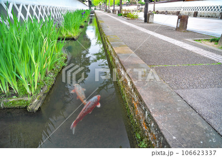 【津和野の町並み (殿町通り)】 島根県鹿足郡津和野町後田 【津和野の町並み (殿町通り)】 島根県鹿足郡津和野町後田 106623337
