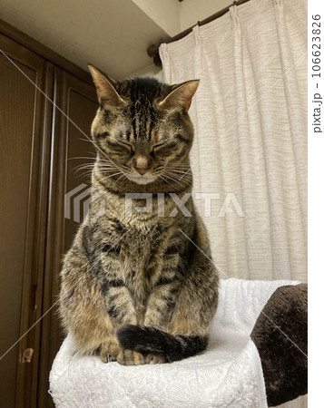 お坊さん(修行僧)の様に、タワーの上で瞑想するキジトラの猫ちゃんです