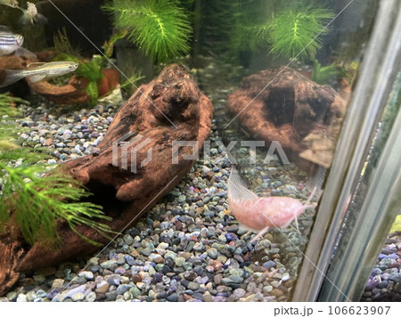 水槽の中を泳ぐナマズ、アルビノヨロイナマズです。 水槽の中を泳ぐナマズ、アルビノヨロイナマズです。 106623907