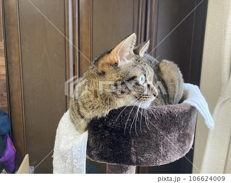 タワーの上で、急に振り返って庭をじっと見るキジトラの猫ちゃんです。 タワーの上で、急に振り返って庭をじっと見るキジトラの猫ちゃんです。 106624009