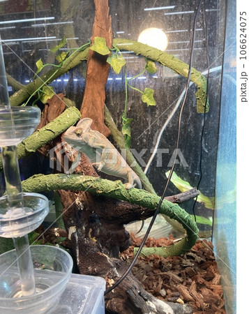 水槽の中で木に掴まるカメレオン、エボシカメレオンです。 水槽の中で木に掴まるカメレオン、エボシカメレオンです。 106624075