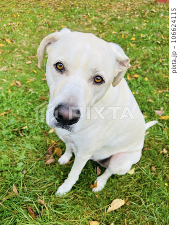 緑の芝生の上でお利口におすわりをする白いかわいい犬 緑の芝生の上でお利口におすわりをする白いかわいい犬 106624115