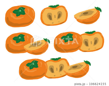 柿と断面の手描き風イラストセット 106624155