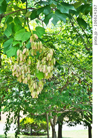 アオギリの袋状の果実（夏、八月） 106624167