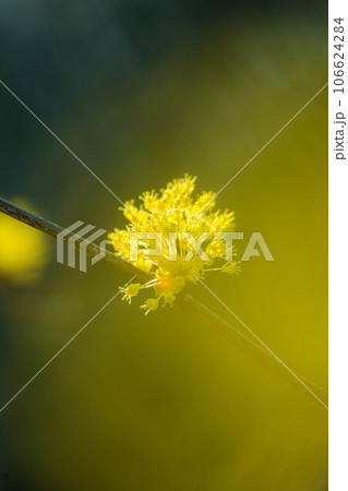 サンシュユの花 106624284