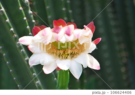 白いハシラサボテンの花（夏、八月） 106624406