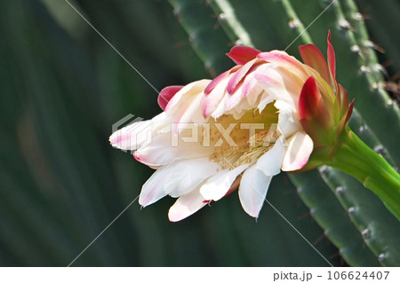 白いハシラサボテンの花(夏、八月) 白いハシラサボテンの花(夏、八月) 106624407