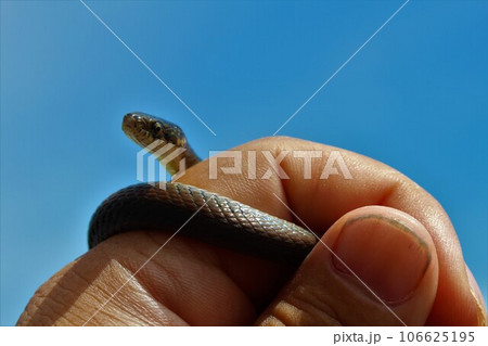 ヒバカリのハンドリング ヒバカリのハンドリング 106625195