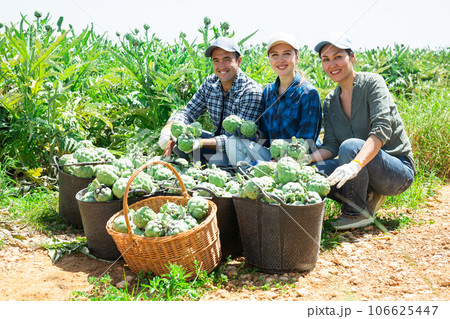 Plantation workers squatting at artichoke crop and smiling 106625447