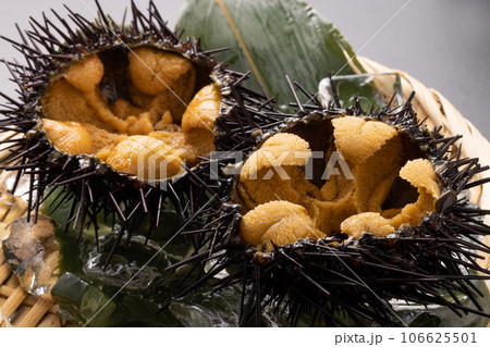 〔三陸・宮城県産〕ガゼウニ 106625501