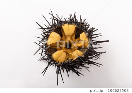 〔三陸・宮城県産〕ガゼウニ 106625508