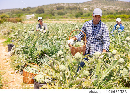 Plantation worker picking ripe artichokes on vegetable field Plantation worker picking ripe artichokes on vegetable field 106625528