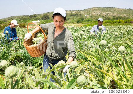 Asian woman plantation worker picking artichokes on vegetable field 106625849