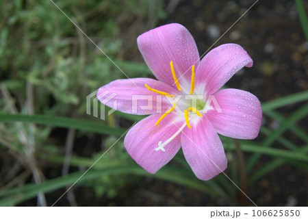 庭先に咲くサフランモドキ 庭先に咲くサフランモドキ 106625850