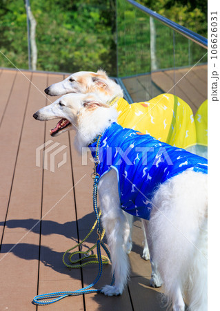 青と黄の服を着たボルゾイ犬の親子 106626031