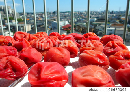 手作りの梅干し作りの天日干し風景 手作りの梅干し作りの天日干し風景 106626091