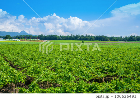 コンニャク畑　赤城高原　真夏の風景　昭和村 106626493