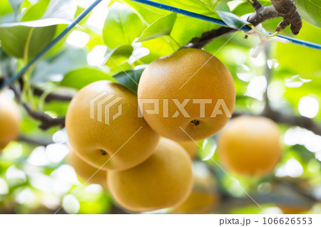 秋の味覚、旬の梨、あきづき 106626553