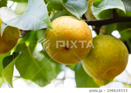 秋の味覚、旬の梨、秋麗 106626555