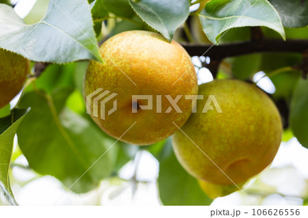 秋の味覚、旬の梨、秋麗 106626556