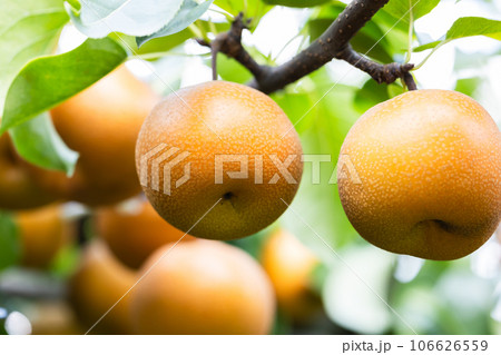 秋の味覚、埼玉の梨、彩玉 秋の味覚、埼玉の梨、彩玉 106626559