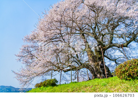 岡山 醍醐桜 岡山 醍醐桜 106626703