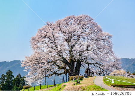 岡山 醍醐桜 岡山 醍醐桜 106626709