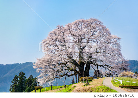 岡山 醍醐桜 岡山 醍醐桜 106626710