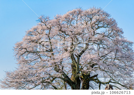 岡山 醍醐桜 岡山 醍醐桜 106626713