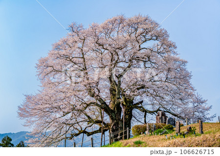 岡山 醍醐桜 106626715
