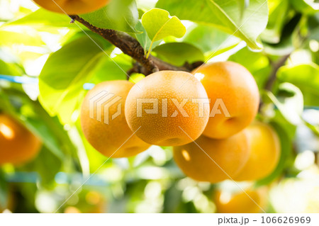 秋の味覚、旬の梨、南水 106626969