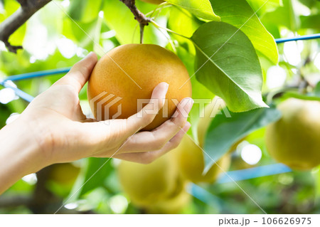 秋の味覚、旬の梨、玉秋 106626975