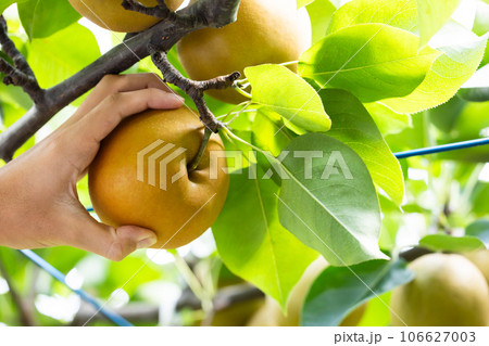 秋の味覚、旬の梨、玉秋 106627003