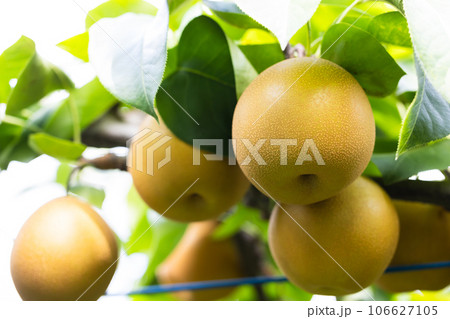 秋の味覚、旬の梨、にっこり 106627105