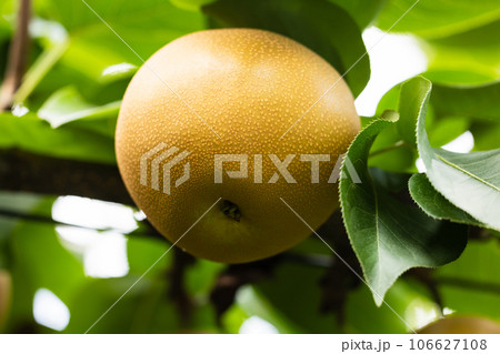 秋の味覚、旬の梨、甘太 秋の味覚、旬の梨、甘太 106627108