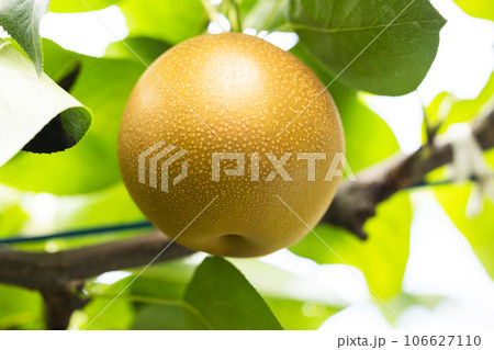 秋の味覚、旬の梨、甘太 106627110